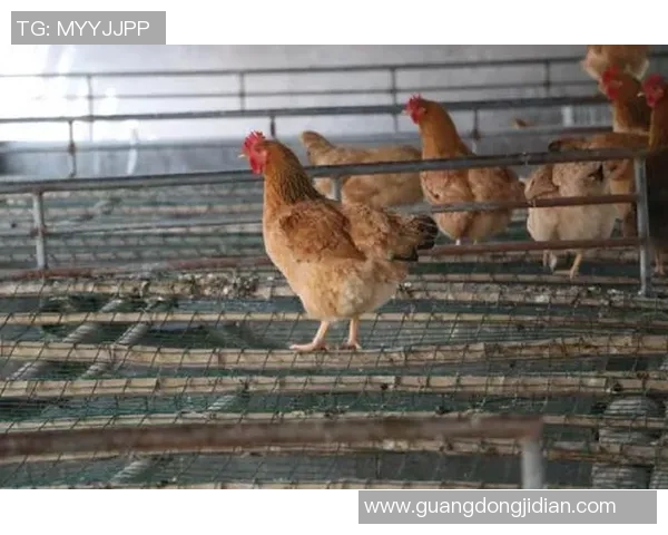 小明在足球场上的成长历程与团队合作精神的培养之路